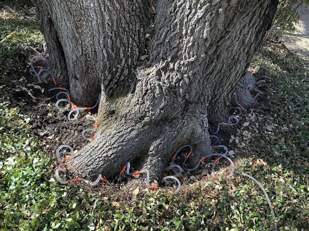 Detailed Tree Cabling and Bracing job site in Little Creek