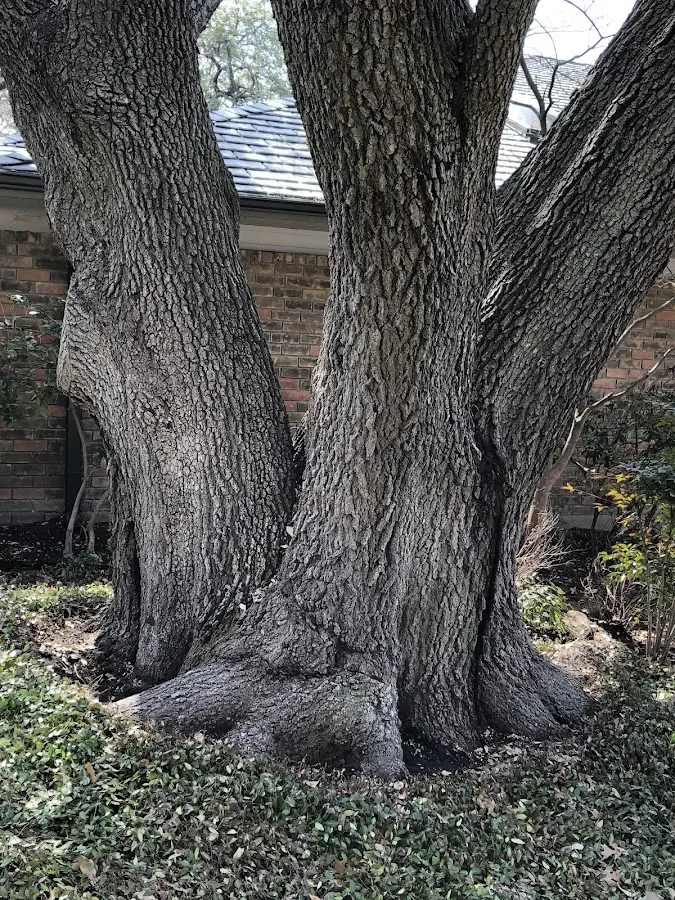 Mature heritage tree close to a Little Creek property cared for by certified arborists